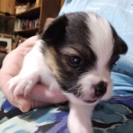 Skipper - White black and tan female Papillon puppy in Forest City, North Carolina from Eastern Papillions
