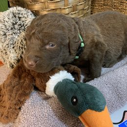 Timber - Brown Chesapeake Bay Retriever puppy in Yellville, Arkansas from Two Rivers Chesapeakes