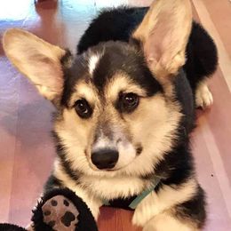 Pembroke Welsh Corgi Puppies from Iron Moss Ranch