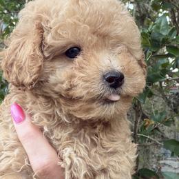 Boy 2 SMALL ZIGGY - Red  male Poodle puppy in Orlando, Florida from Denise’s Puppies