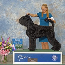 Black Russian Terrier All Grown Up from Gentle Beast