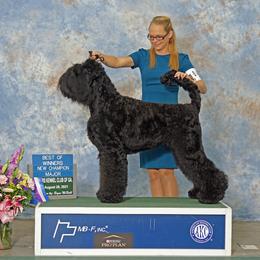 Black Russian Terrier All Grown Up from Gentle Beast