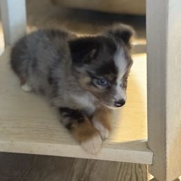 Lucy - Blue merle female Miniature Australian Shepherd puppy in Ocala, Florida from Young Pups