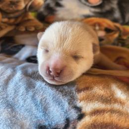 M2 - Cream male Shiba Inu puppy in Maxwell, New Mexico from khshibas-khpugs