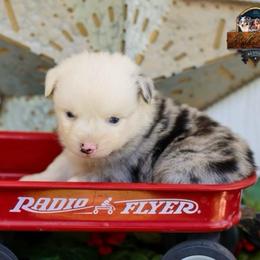 Drake - Blue merle male Australian Shepherd puppy in Granbury, Texas from Texas Miniature Aussies