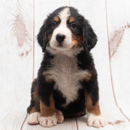 Price reduced 3300 - Black rust and white Bernese Mountain Dog puppy in Collinsville, Texas from Berner Dynasty