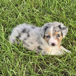 Blue bell 2 - Blue merle female Australian Shepherd puppy in Lakeland, Florida from Diamond P Australian Shepherds