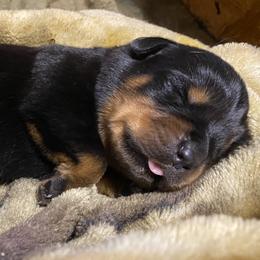 Blue Boy (Top pick by breeder) - Black and mahogany male Rottweiler puppy in Linthicum, Maryland from Of The Saints Rottweilers