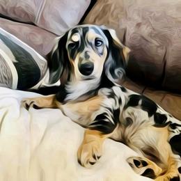 Dachshund Puppies from Meldox