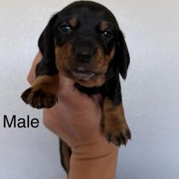 Male - Black and tan male Dachshund puppy in Amarillo, Texas from 806 Mini Doxies