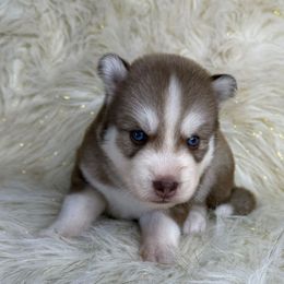 Justin - Red and white male Siberian Husky puppy in Folsom, Louisiana from Geaux Fluffy