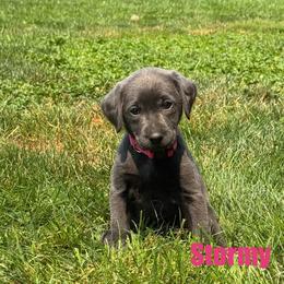 Stormy - Black female Labrador Retriever puppy in Tigard, Oregon from Morrison Labrador Retreivers
