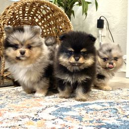 Bulldog and Pomeranian Puppies from Pawsh Poms