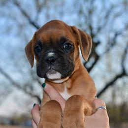 Green boy - Fawn male Boxer puppy in Forest City, Iowa from Mt Valley Boxers
