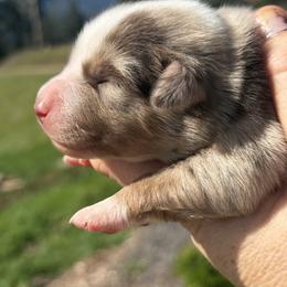 Annie - Blue merle female Miniature Australian Shepherd puppy in North Lakeport, California from Wild Rose Ranch