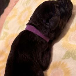 Boy 3 - male German Shepherd puppy in Yorkville, Illinois from Vom Archbold Haus World Class German Shepherds