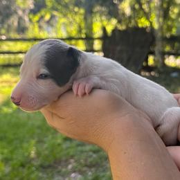 Sorrento - White male Italian Greyhound puppy in Lakeland, Florida from Elite Doxies Florida