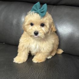 Bailey - Apricot female Maltipoo puppy in Berea, Kentucky from Blair’s Furry Friends