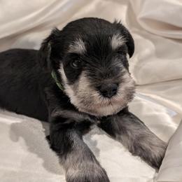 Green - Black and silver male Miniature Schnauzer puppy in Cumming, Georgia from Bella Pups LLC