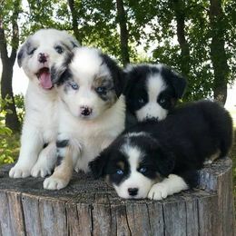 Australian Shepherds from Turvey Australian Shepherds
