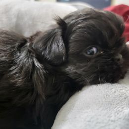 Shih Tzu Puppies from Chimera Shih Tzu