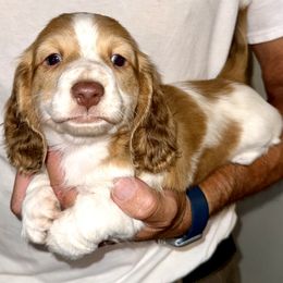 Sunny - Piebald male Dachshund puppy in Fredonia, Arizona from Desert Horizon Dachshunds