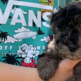Cockapoo Puppies from Oak and Magnolia