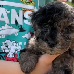 Cockapoo Puppies from Oak and Magnolia