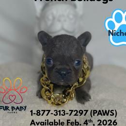Nicholas - Blue male French Bulldog puppy in Michigan from Fur Baby Farms