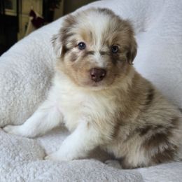 Girl 5 - Red merle female Australian Shepherd puppy in Silsbee, Texas from Work 'n' Ranch Aussies LLC
