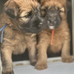 Soft Coated Wheaten Terrier Puppies from Swheatie Life