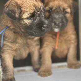 Soft Coated Wheaten Terrier Puppies from Swheatie Life