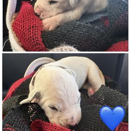 Arson - White and black male Dalmatian puppy in Des Moines, Iowa from Spot Splattered Dalmatians