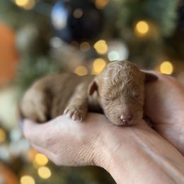 E-Purple Girl - Red  female Goldendoodle puppy in Lewisville, Texas from Texas Goldendoodle Lovers