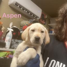Aspen - Yellow female Labrador Retriever puppy in Tigard, Oregon from Morrison Labrador Retreivers