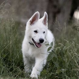 Berger Blanc Suisse Puppies from Fireside Fernweh