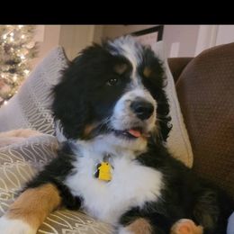 Bernedoodles from Dixon Creek Bernedoodles