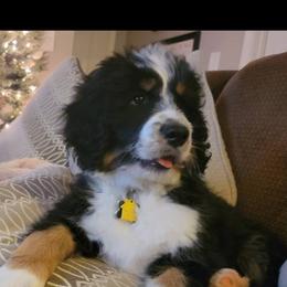 Bernedoodles from Dixon Creek Bernedoodles
