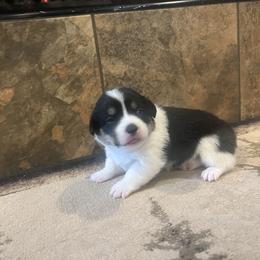 Girl 1 - Black and tan female Pembroke Welsh Corgi puppy in Ocala, Florida from Dolan Farms Corgis