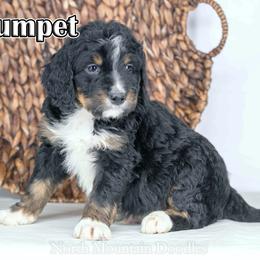 Crumpet - Tri-color male Bernedoodle puppy in Factoryville, Pennsylvania from North Mountain Doodles