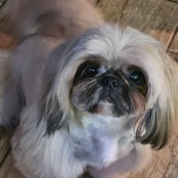Cali - Shih Tzu
