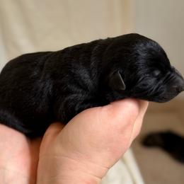 Girl 2 - Sable female German Shepherd puppy in Ashland, Alabama from CzechDDR