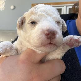 Black boy - Orange male Lagotto Romagnolo puppy in Chicago, Illinois from Midwest Lagotto Romagnolo