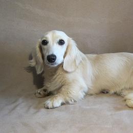 Crystal - Dachshund