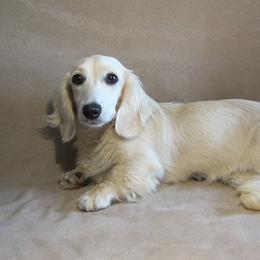Crystal - Dachshund