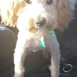 Poodles, Yorkipoos, and Yorkshire Terriers from Royal Paw's Pet Parlour
