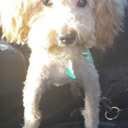 Poodles, Yorkipoos, and Yorkshire Terriers from Royal Paw's Pet Parlour
