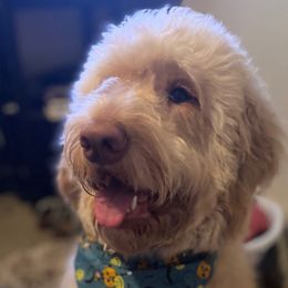 Labradoodles from JS Doodles