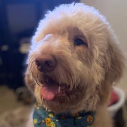 Labradoodles from JS Doodles