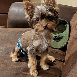 Duncan - Yorkshire Terrier